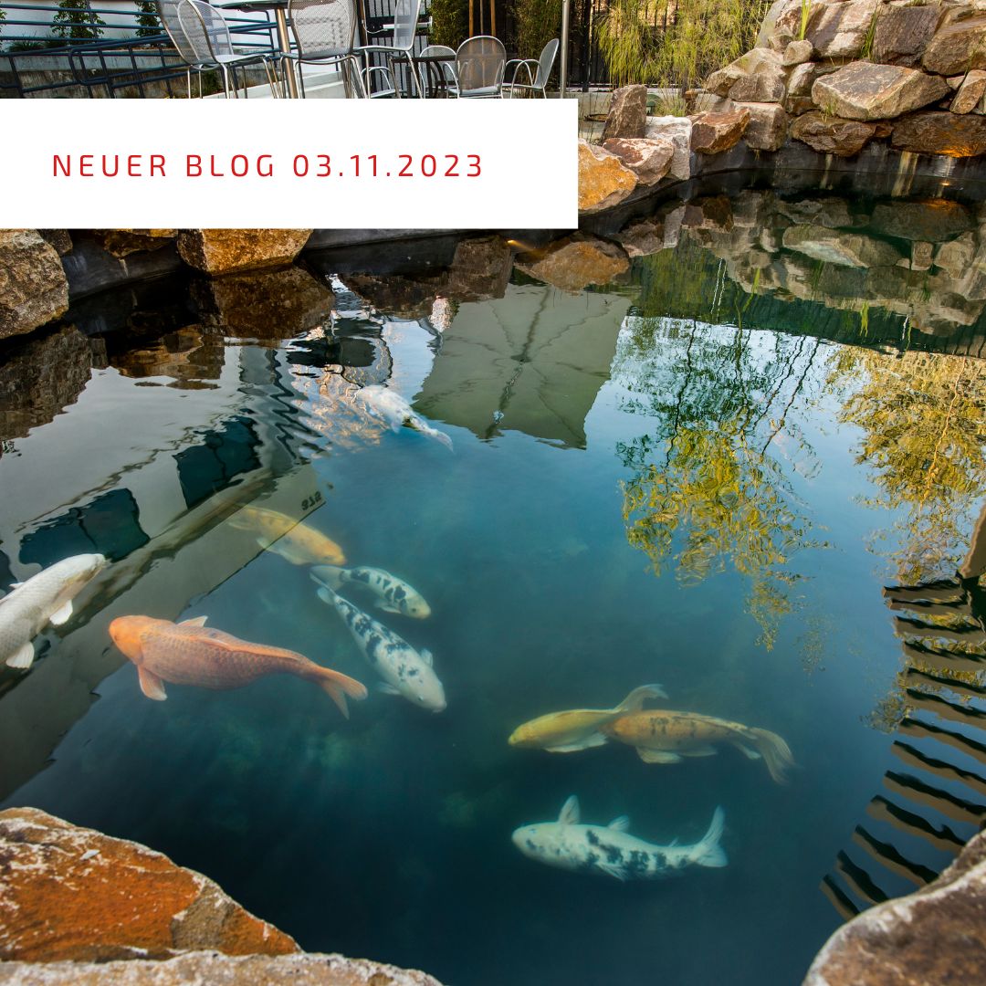 2023_11_03_Koi aus dem Teich fischen im WinterNEU
