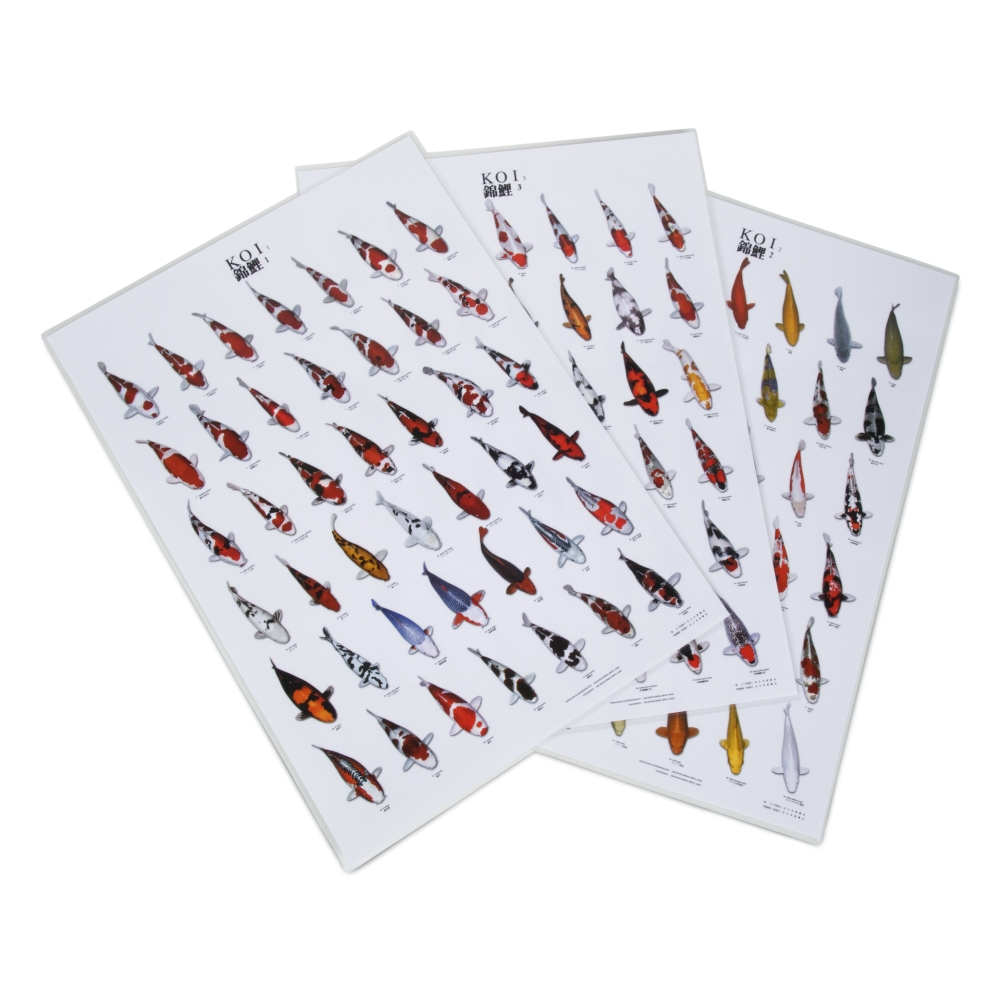 Koi Poster (verschiedene Formate)