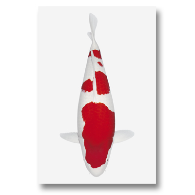 Koi-Autoaufkleber Kohaku