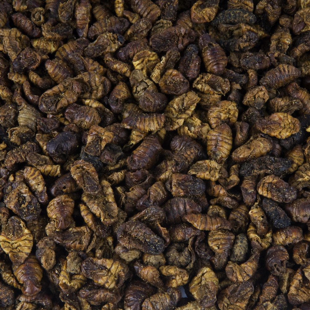 Seidenraupen Direktimport