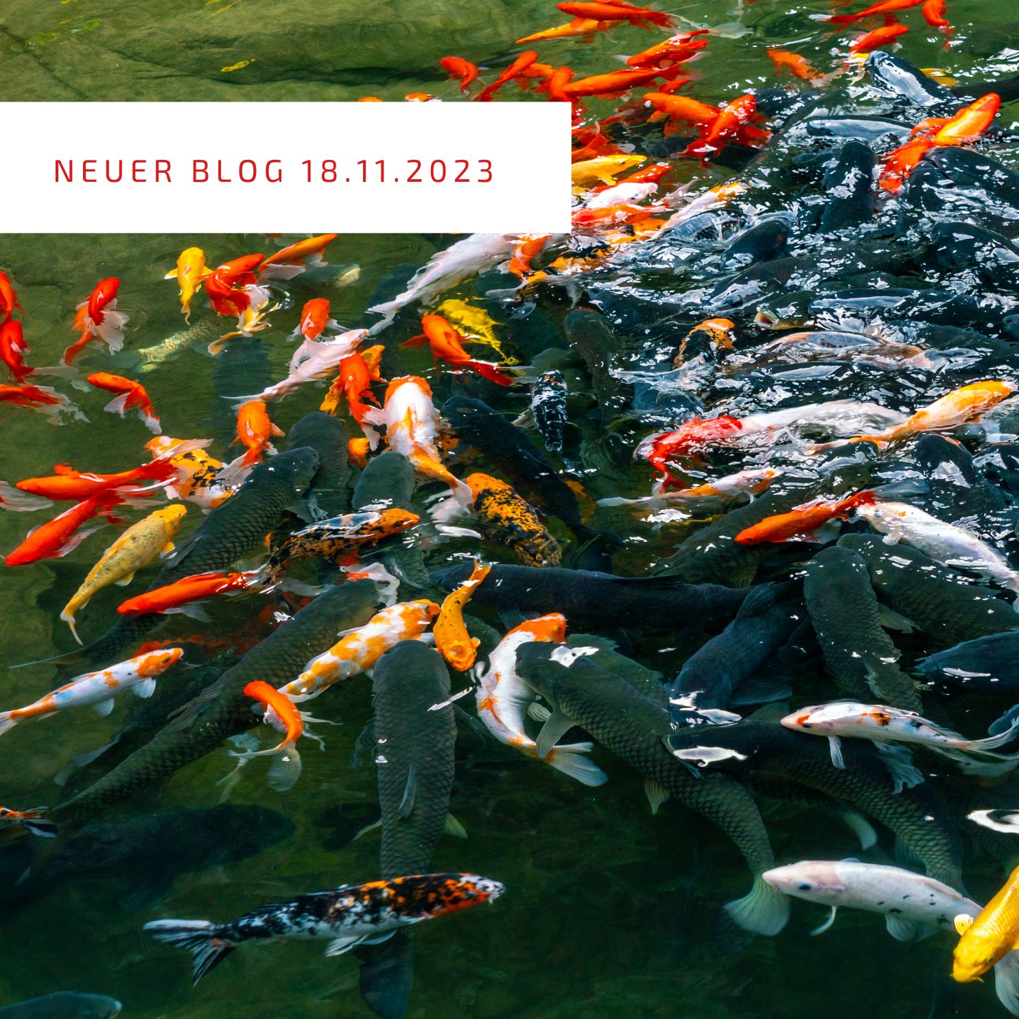 2023_11_18_Geheimnisse von Brillanz im Koiteich